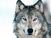 Wolf_Freeze