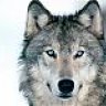 Wolf_Freeze
